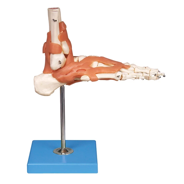 Medical Science Life Size Foot Joint Human Skeleton Anatomical  Model GD/A11209/6