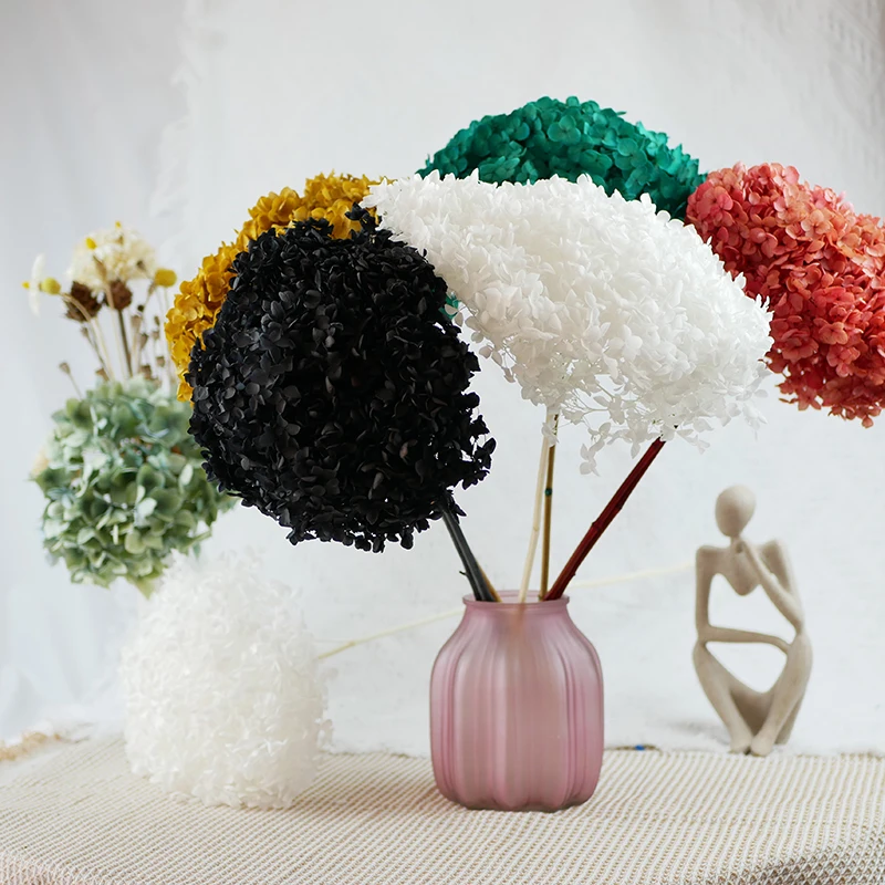 Wholesale Dry Hydrangea Dried Flowers Big Cream Preserved Plants