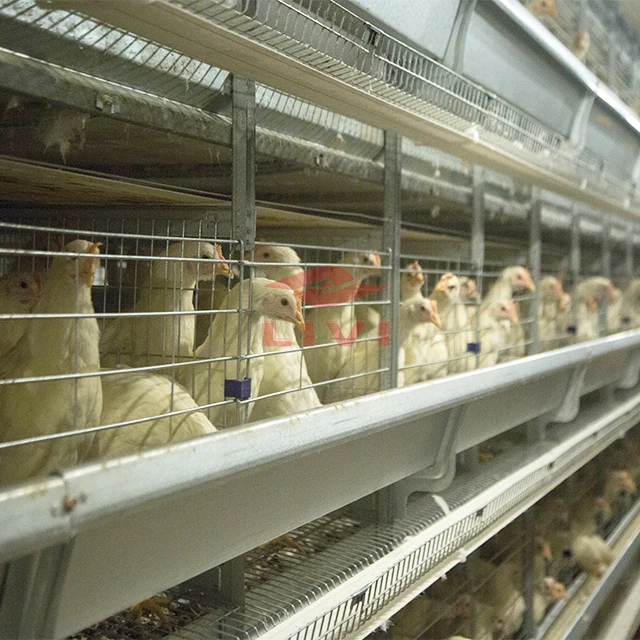 New Design Automatic Battery Cages Chicken Layer Poultry Cage System