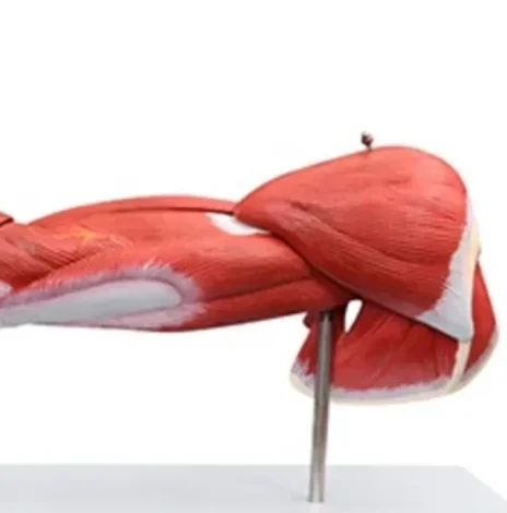 DARHMMY Upper Limb Anatomical Muscle Model 7-Part Medical Science Teaching Aid Human Upper Limb Model