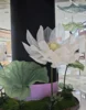 transparent lotus