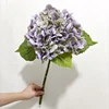 Verde viola