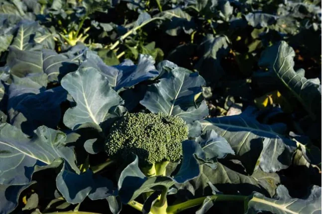 Shop Organic Fertilizer 20% Seaweed Extract Green Powder Raw Materials-Detailed Image 1