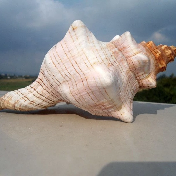 Natural Winding Conch Shells  Shooting Props Fish Tank Aquarium  Exquisite Red Turban Snail Shells   Crimson Spiral Shell