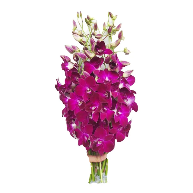 新鮮なデンドロビウムレッドブルタイの蘭の切り花 蘭を販売しています 試してみてください Buy 新鮮な切花 蘭カット花 カット花 Product On Alibaba Com