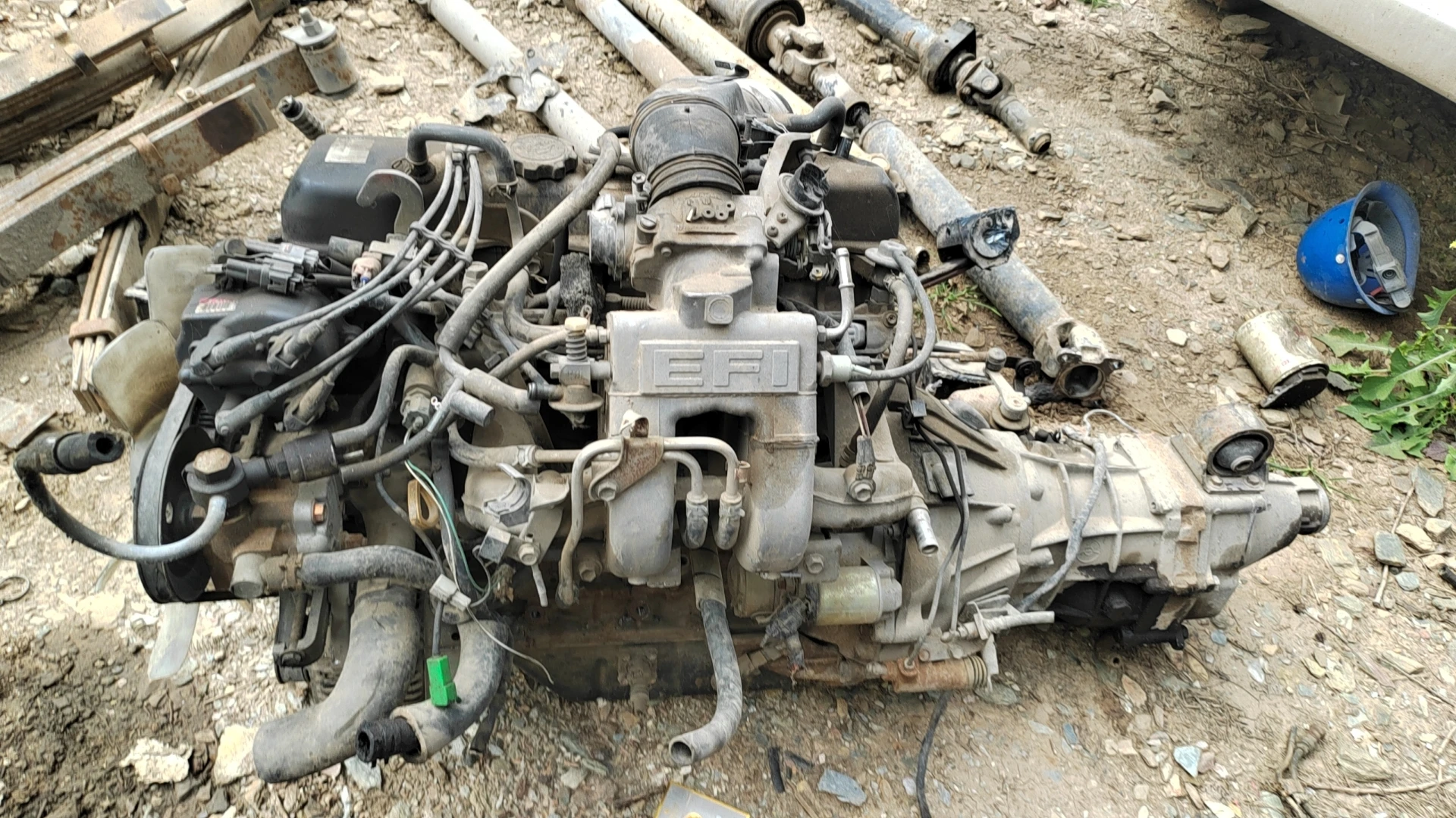 yasuさん専用　２本セット【引き取り限定】ディクソニア　タスマニア産　幹1.5 湿式スクラバー付き ドラフトチャンバー搭載タイプ（スチール製） | 貴