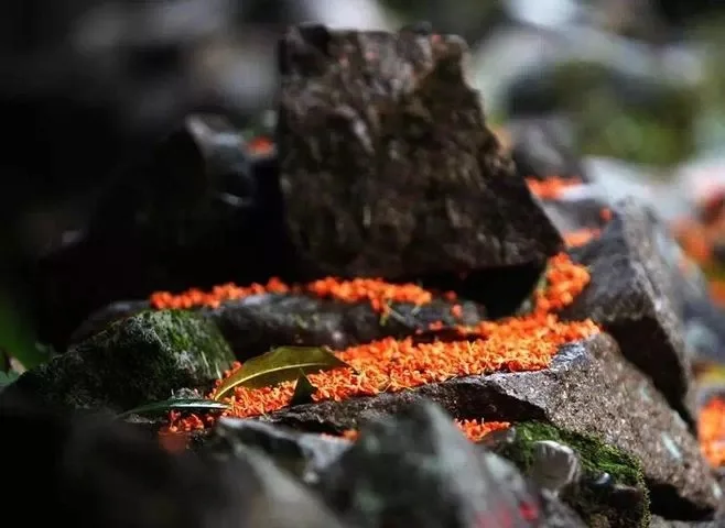 Hot sale fermented osmanthus black tea famous keemun black tea osmanthus fragrance