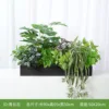 Qingyunzhi [Adecuado para jardineras de 70 cm]