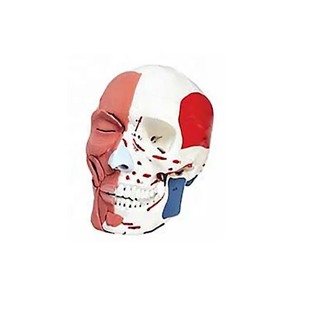 DARHMMY  Human Skull With Facial Muscles Model for Medical Science