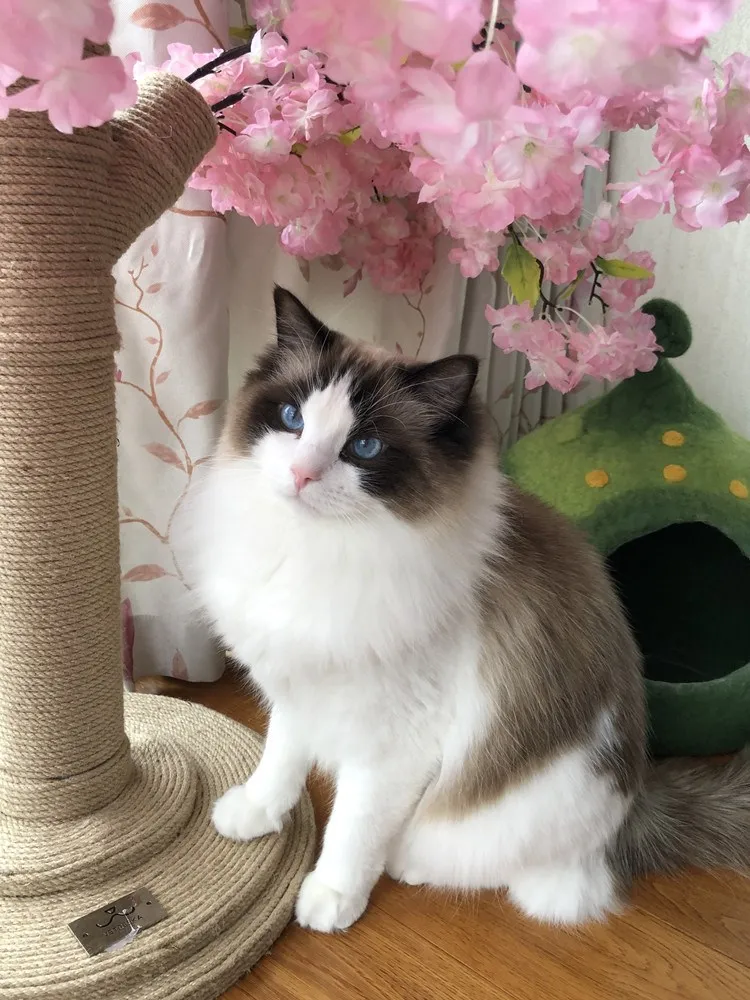 Cherry Blossom Cat Trees Durable Stylish Scratching Posts