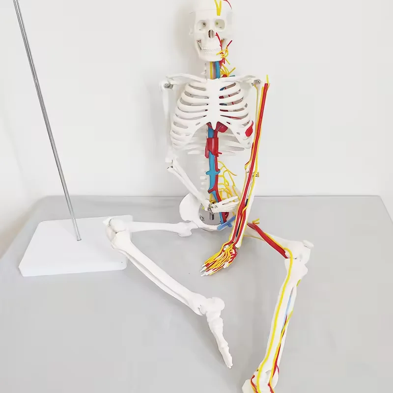 85cm Tall PVC Human Skeleton Model Medical Anatomy Skeleton Plastic Skeleton Model Human Sketeon Model