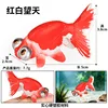 ปลาทองดูท้องฟ้า 4028 สีสันสดใสเป็นสีแดงและ