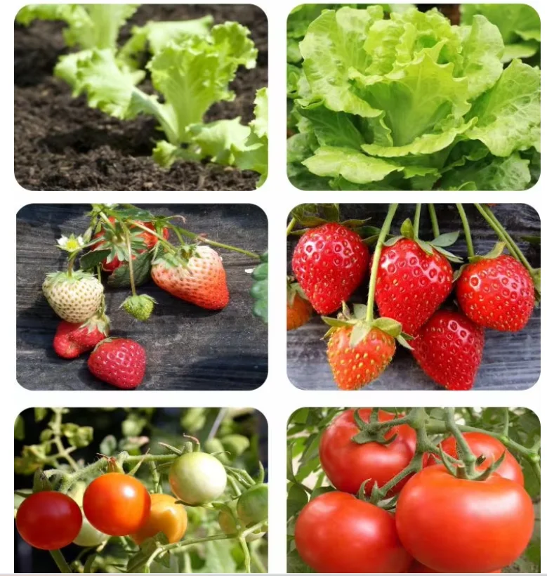 Hydroponic Cultivation LED Tube Light