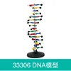 33306 modelo estructural del ADN
