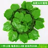 Large grapes with 30 leaves (12 grapes)