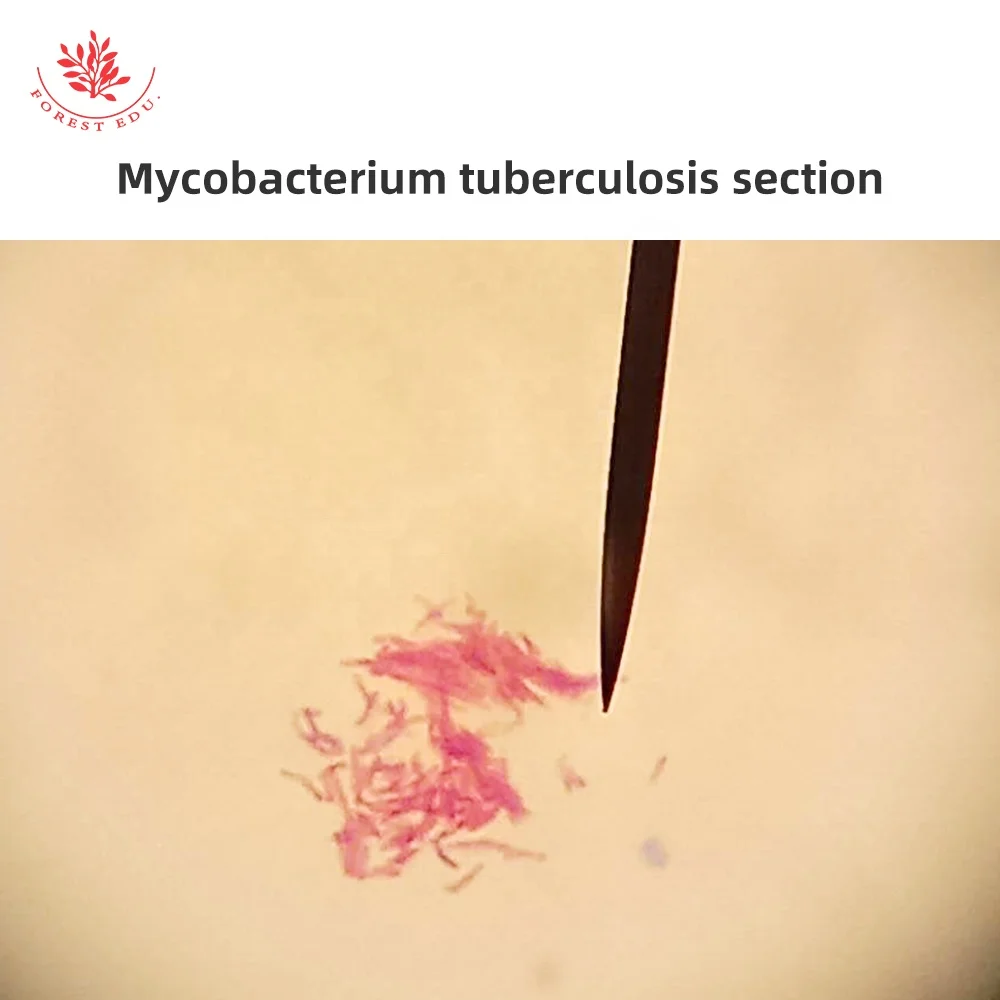 Биологический эксперимент использование микроскопов лабораторий профессиональный Медицинский микроскоп слайды