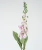 Viola chiaro digiuno