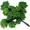 Hermosa hoja de arce de tres puntas, verde