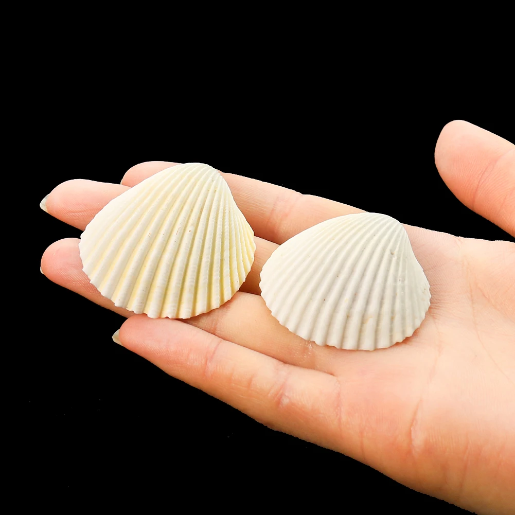 Wholesale Natural White Scallop Clam Seashell Nautical Collect