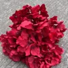 5 têtes d'hortensia rouge 'Rhine'