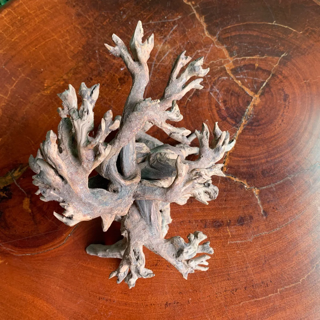 Wholesale Of Best Quality Bonsai Moss Bonsai Grown In Vietnam's Best