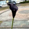Violet foncé (noir et violet)