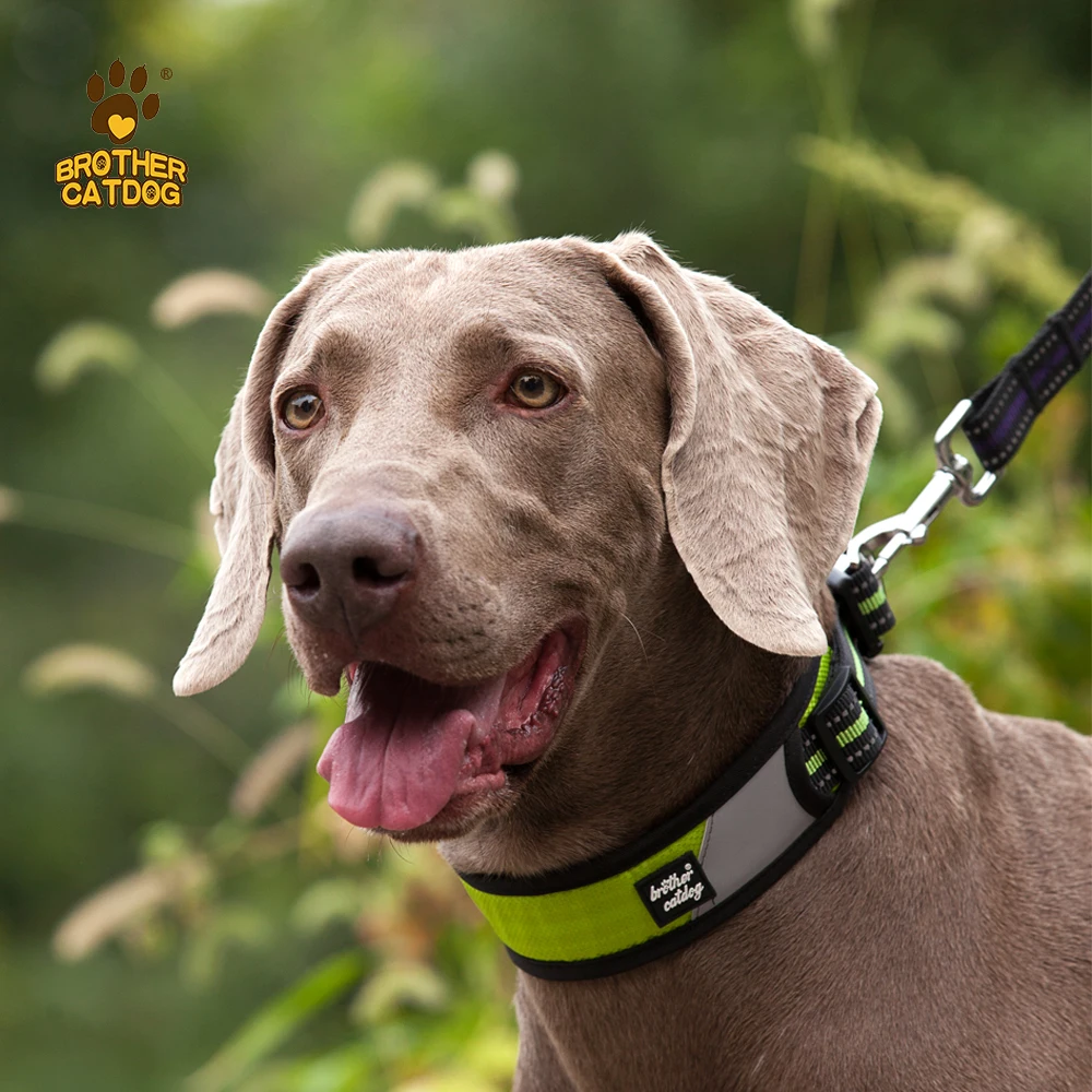 top selling dog items