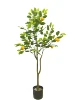 limonero 120cm