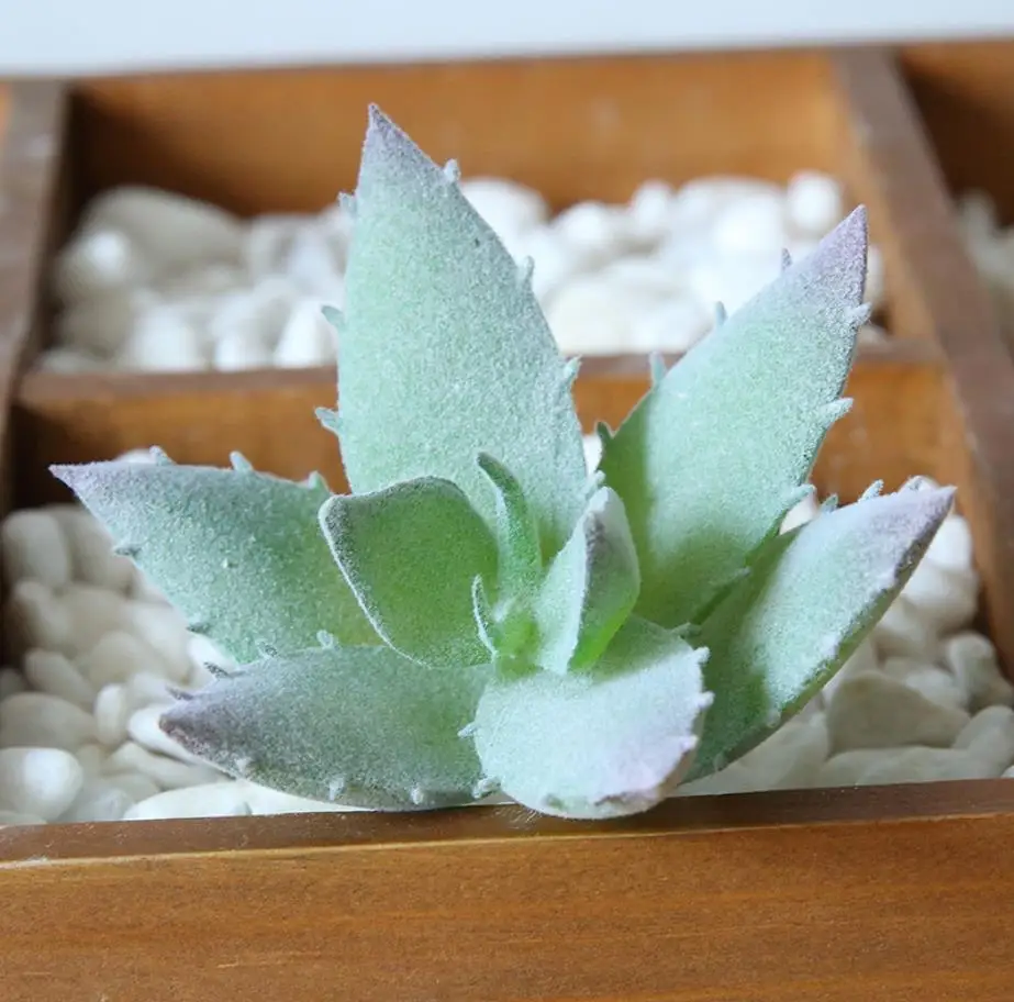 Several Different Type Rare Highly Simulation Small Flocked Artifical Succulent Plants in Pot