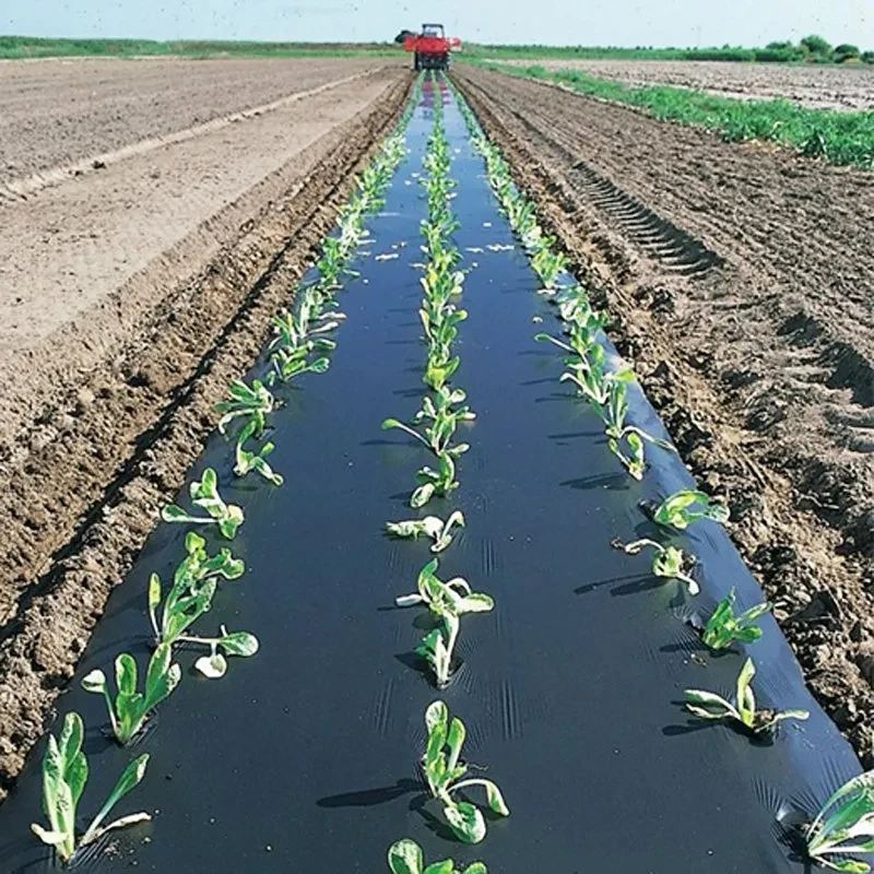 Weed Control Barrier UV Treated Biodegradable Plastic Mulch Layer Perforated Mulch Film Mulching Sheets