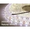 Neutral White