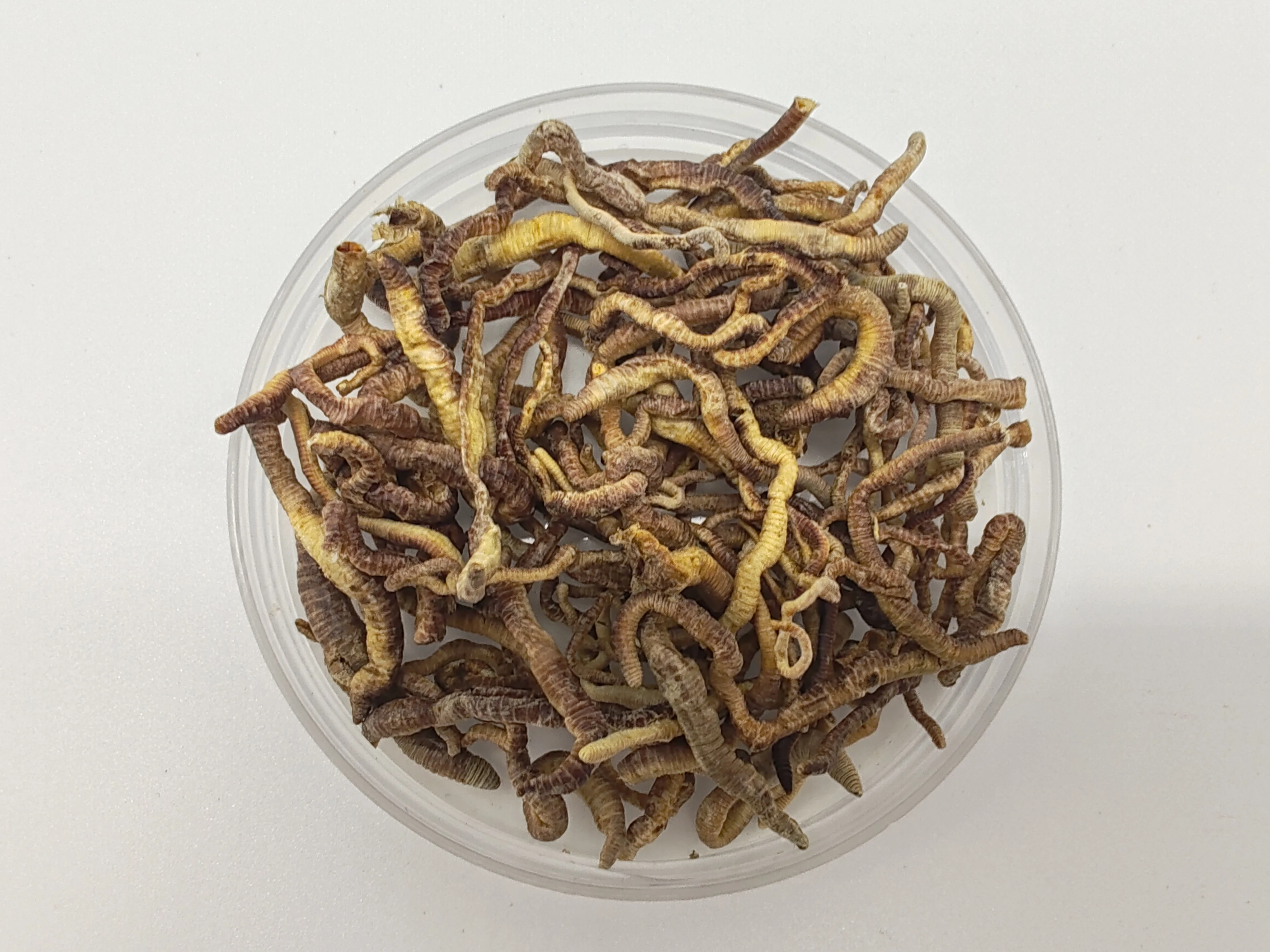 Support Customized High-nutrient and High-protein Freeze Dried Earthworm for Fish