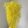 Giallo