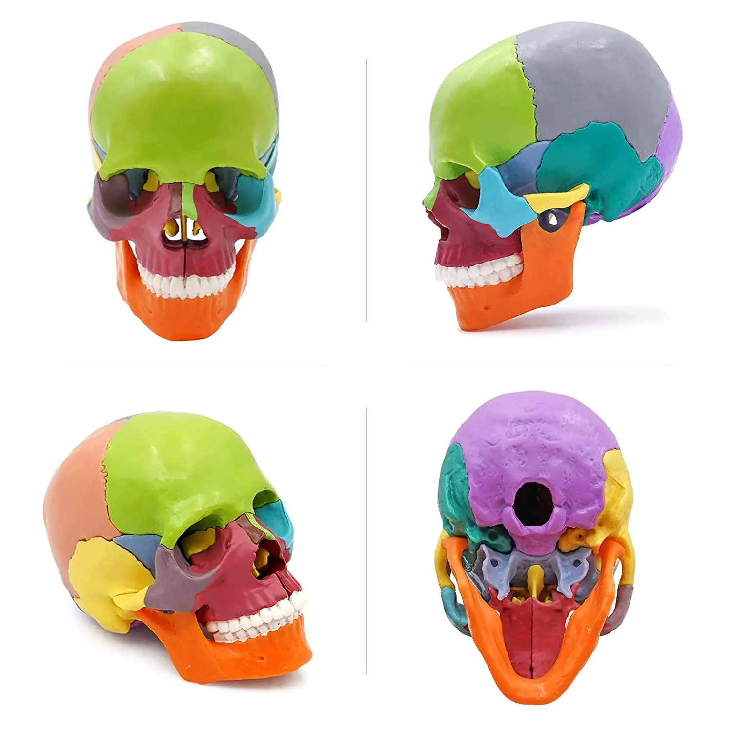 Small Human Skull Anatomy Model Detachable Realistic Head Model for Students 15 Parts Colored Exploded Plastic Skull Model
