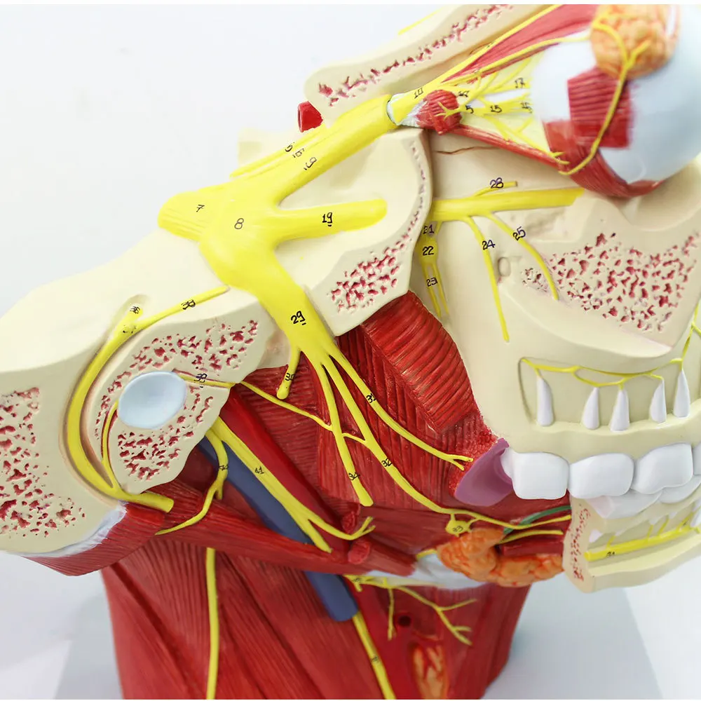 Head with Vessels Nerves Model