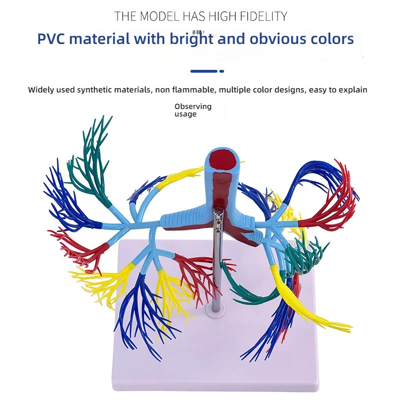 Human Trachea and Bronchial Anatomy Model PVC Bronchial Tree Model for ...