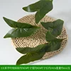Colorful taro leaves pure green
