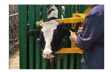 Galvanized Cattle Handling Equipment Heavy Duty Cattle Crush Used Price ...