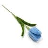 Blue Tulip