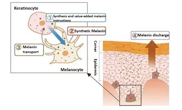 Cosmetic Grade Material Alpha-arbutin Bearberry Extract 98% CAS 84380-01-8