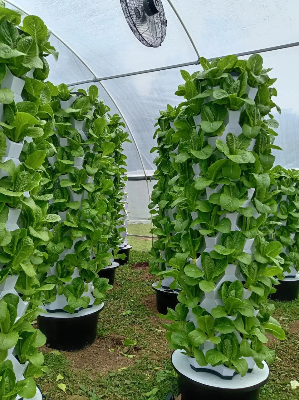 Hydroponic Planting