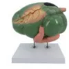 B025-1 Sheep Stomach Anatomy Model