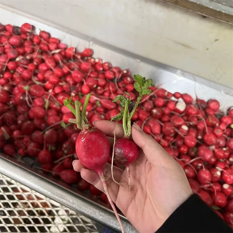 LWT Full Automatic Vegetable Fruit Sorting Cutting Washing Drying Processing Line Fruit Vegetable Washer Processing Machines