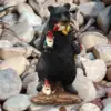 Black bear
