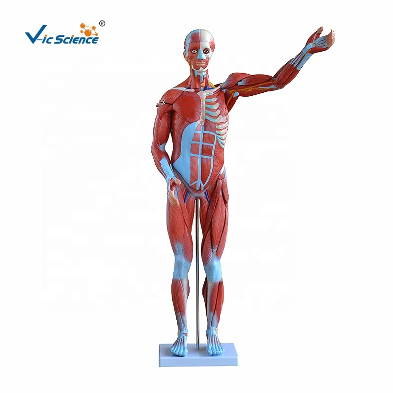 Ứng dụng Anatomy Learning  3D Anatomy Atlas Giải phẫu Người 3D  Link tải  free cách sử dụng