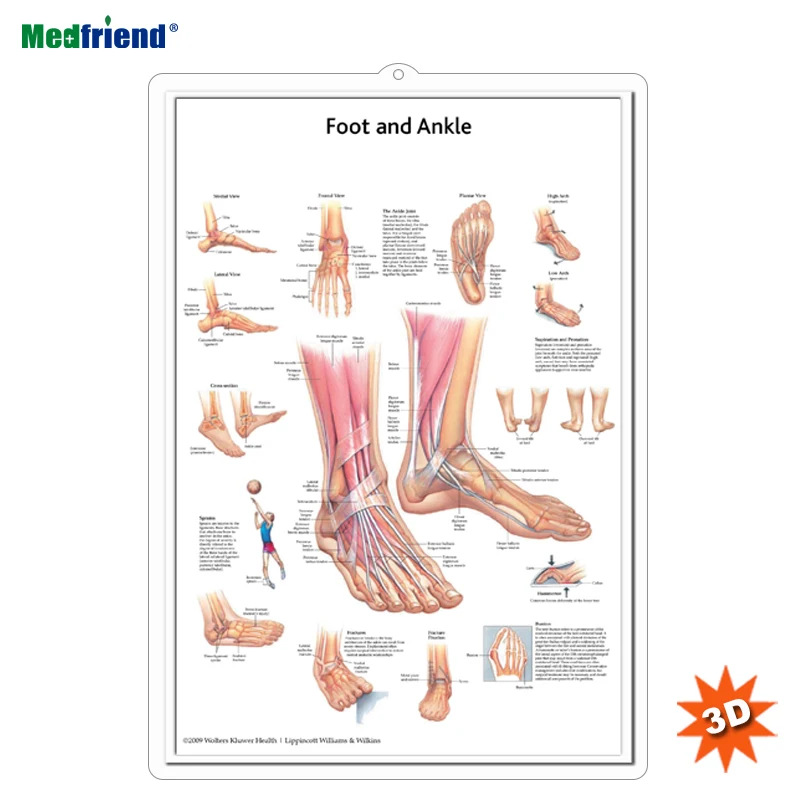 Model With Ligaments Feet To Inches Chart Foot And Ankle Chart Anatomy And Injuries 752305