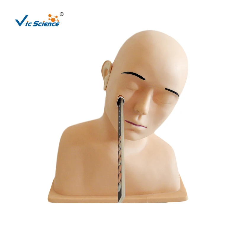 Advanced Ear Diagnostic Clinic  Training Ear Diagnostic Simulator for Medical Teaching