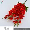 Gladiolus PP Orange-red