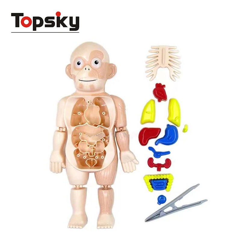 Juguete De Laboratorio Educativo Para Niños,Conjunto De Aprendizaje De  Ciencia,Modelo Humano,Ensamblaje - Buy Juguetes Educativos,Juguetes De  Juegos Para Niños Juguetes De Aprendizaje,Modelo Del Cuerpo Humano Kit De  La Ciencia Product on 