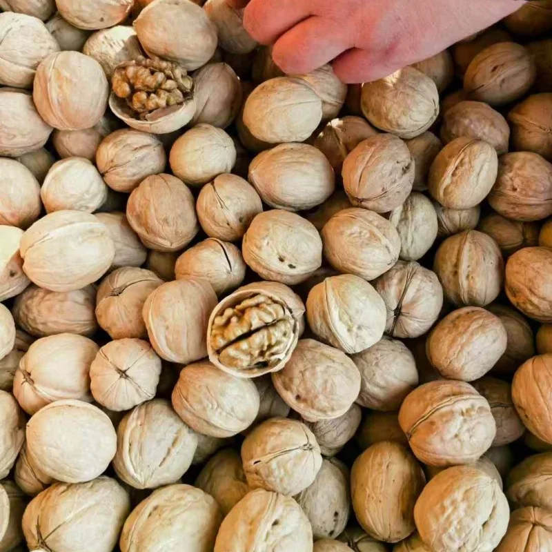 Best Price Organic Common Walnut Kernels Top Class Dried Style Raw Walnuts Half Whole Snacks Bulk Packaging Shell